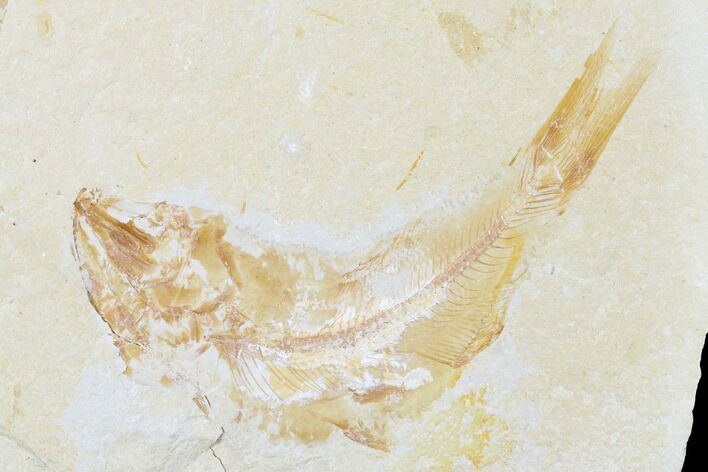 Cretaceous Fossil Fish (Sedenhorstia) and Shrimp - Lebanon #173358